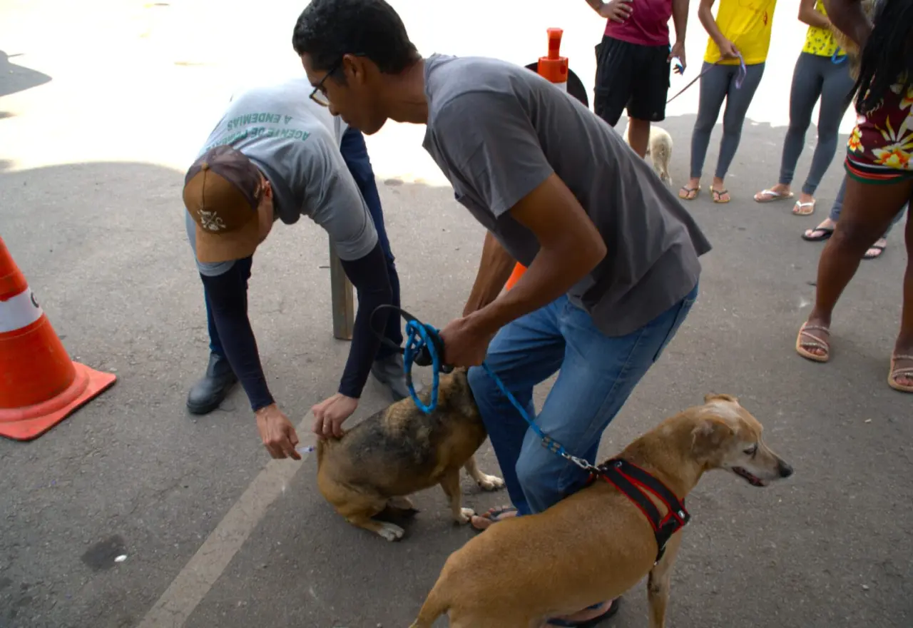 Itabirito terá nova vacinação antirrábica para cães e gatos em setembro