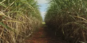 Conselho eleva limite de remuneração do Eco Invest Brasil Conselho eleva limite de remuneração do Eco Invest Brasil