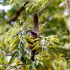 Entidade cobra compromisso de candidatos com direitos da natureza