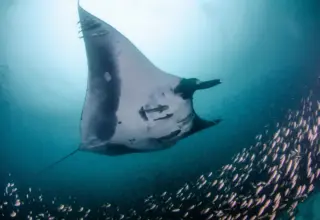 Pesquisa feita na Bahia investiga como mudanças no oceano afetam raias-manta