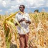 Mais quente e húmido, El Niño reforça chuvas no extremo leste de África