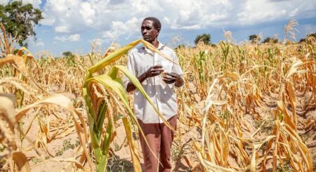 Mais quente e húmido, El Niño reforça chuvas no extremo leste de África Mais quente e húmido, El Niño reforça chuvas no extremo leste de África